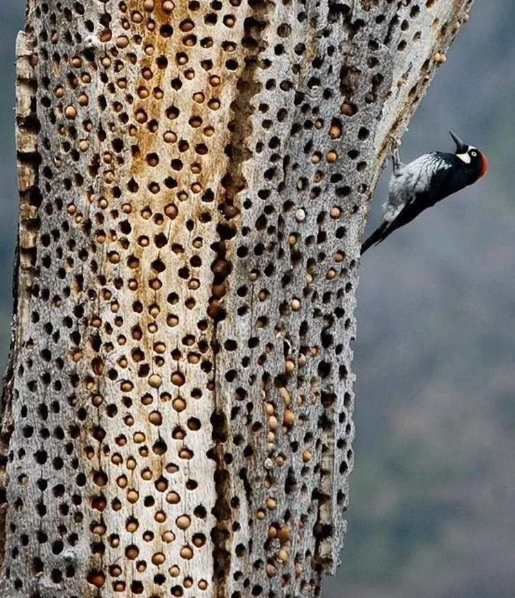 Anyone else see this pic of stored acorns in a tree (from a woodpecker) and wanna pop it? posted by Bellpop
