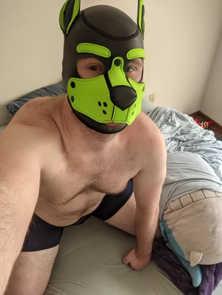 Anyone have a collar? by shadowwolfyz