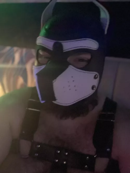 Anyone on here ever trained real dogs before? I’ve always been fascinated by having that done to me in an authentic manner. by beyondthewolf