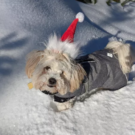 Back in December on a Christmas tree hunt by chunkstyle