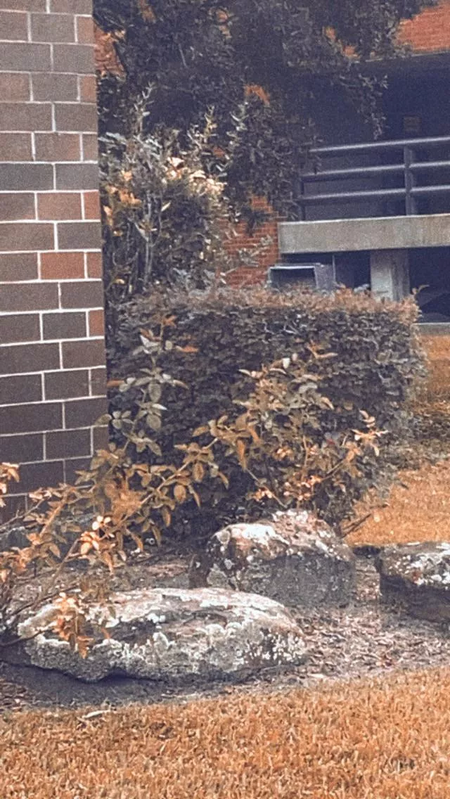 Bbbn posted by Rosesloveurheart4560