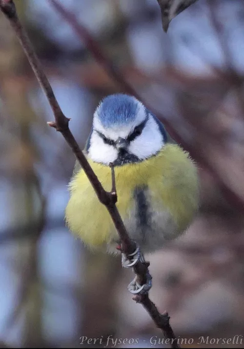 Beautiful Blue Tit by TurnedEvilAfterBan