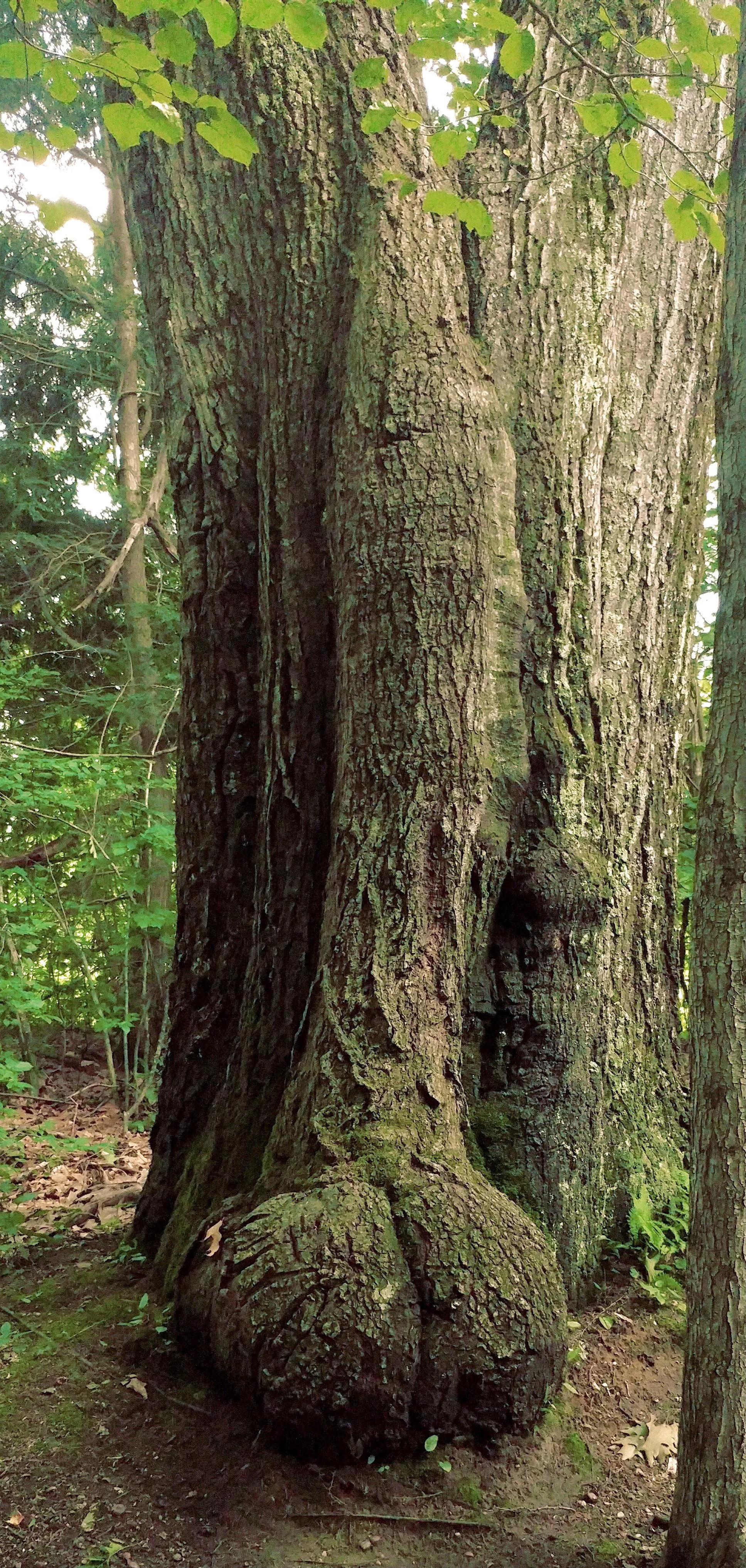 Big boy posted by arcm42