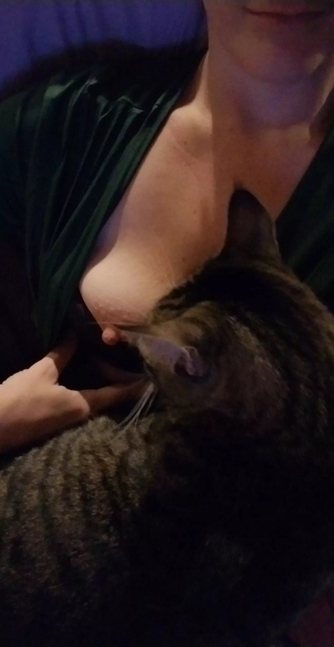 Big boy Ollie loves being my lap. posted by TheMoons4