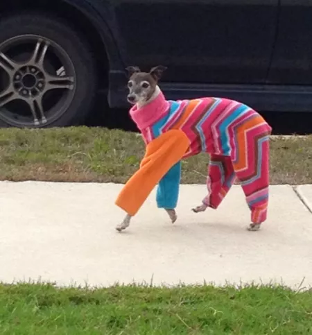 Bitch I'm fabulous! by earwaxmcgee