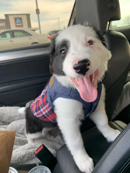 Border collie by Armyfarmer