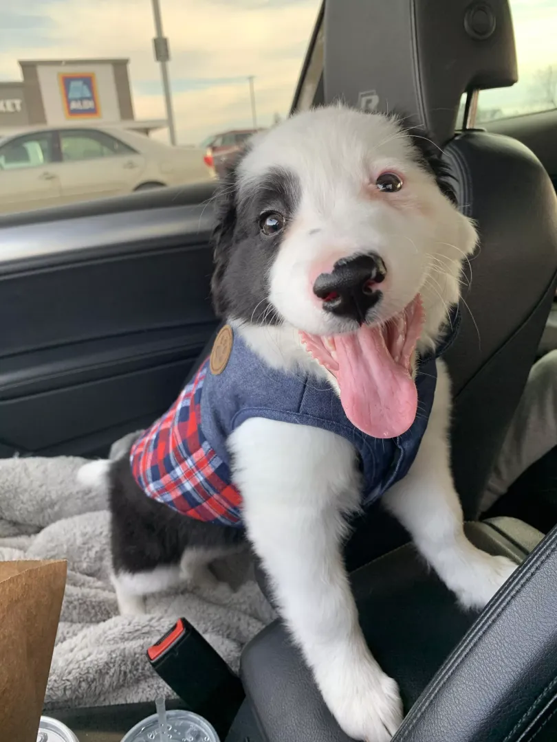 Border collie posted by Armyfarmer