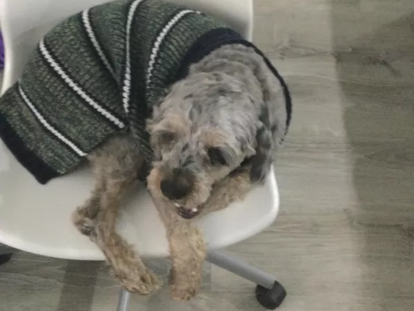 Brownie in his sweater vest! by _username_goes_here