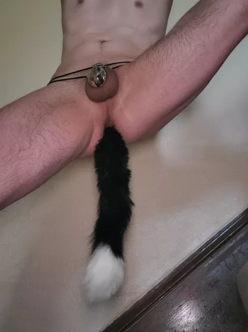 Caged and plugged. Think I should leave the tail in while I go to the store? by richardsjohnson