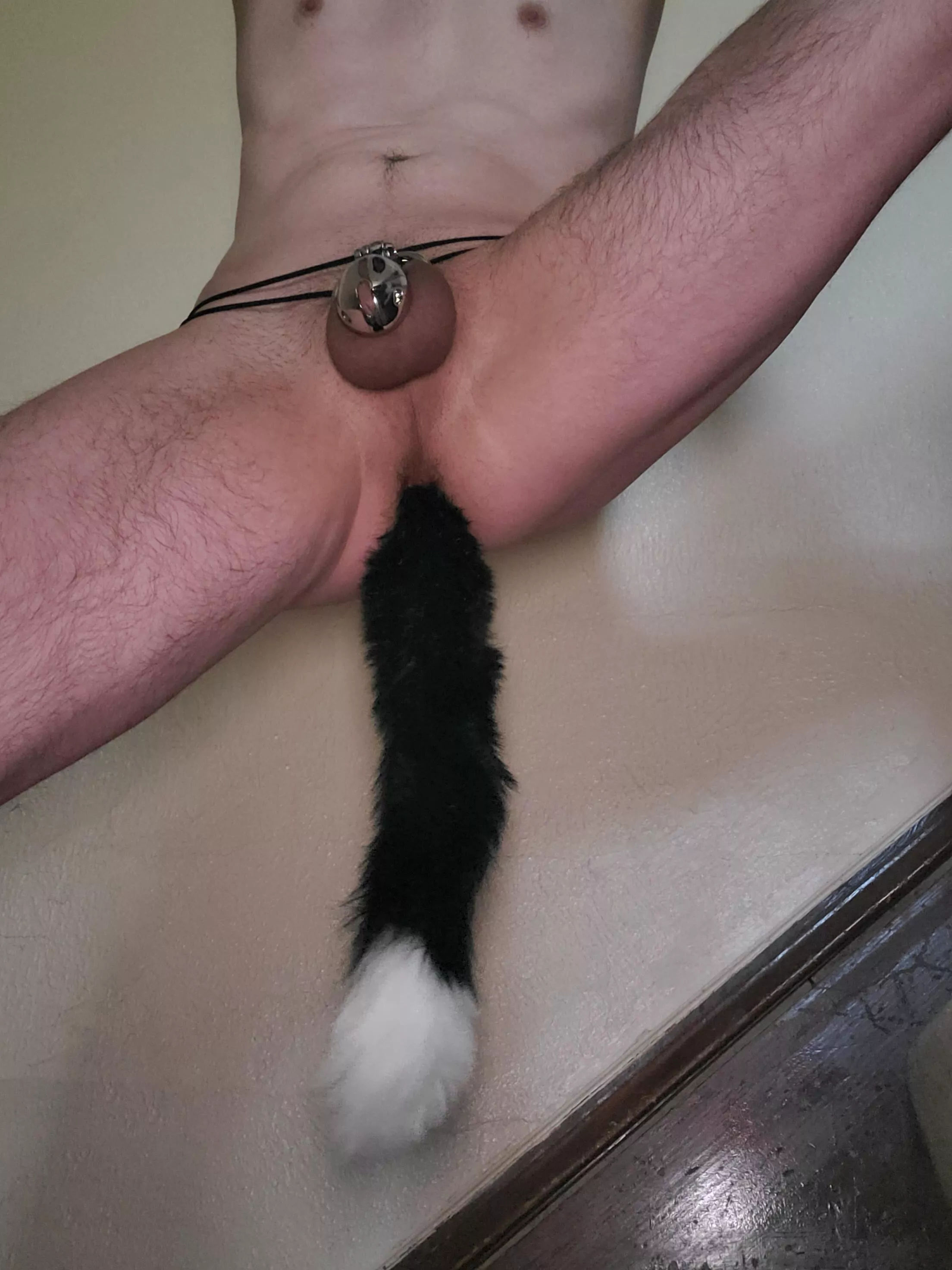 Caged and plugged. Think I should leave the tail in while I go to the store? posted by richardsjohnson