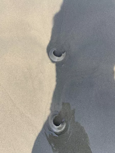 Can anyone ID these? I see them on the beach in numbers every now and then. I saw these last week in Venice Beach. They are clear and rubbery and I wondered if they are jellyfish fish parts? by Star_Trek_Junket