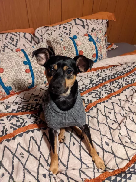 Carlitos is playing the Neighborhood because, it's 'Sweater Weather' by thunkbunk