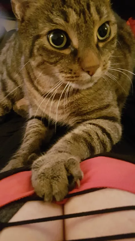 Cat is after my cleavage. by WetLilPixiePie