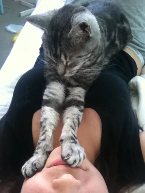 Cat's favorite spot [x-post from r/pics] posted by mirrislegend