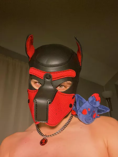 Caught a wild Zorua! by lunchpup