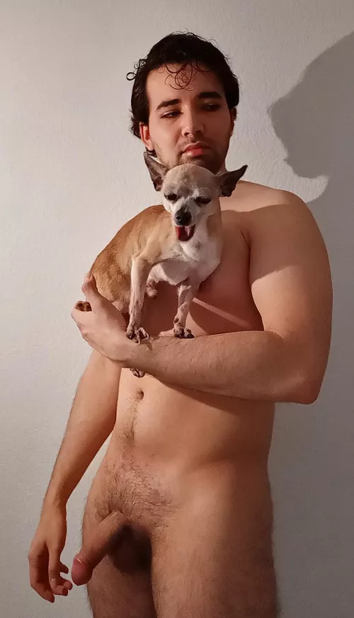 Chihuahua here Chihuahua there Everybody wants it everywhere by Affectionate-Ad494