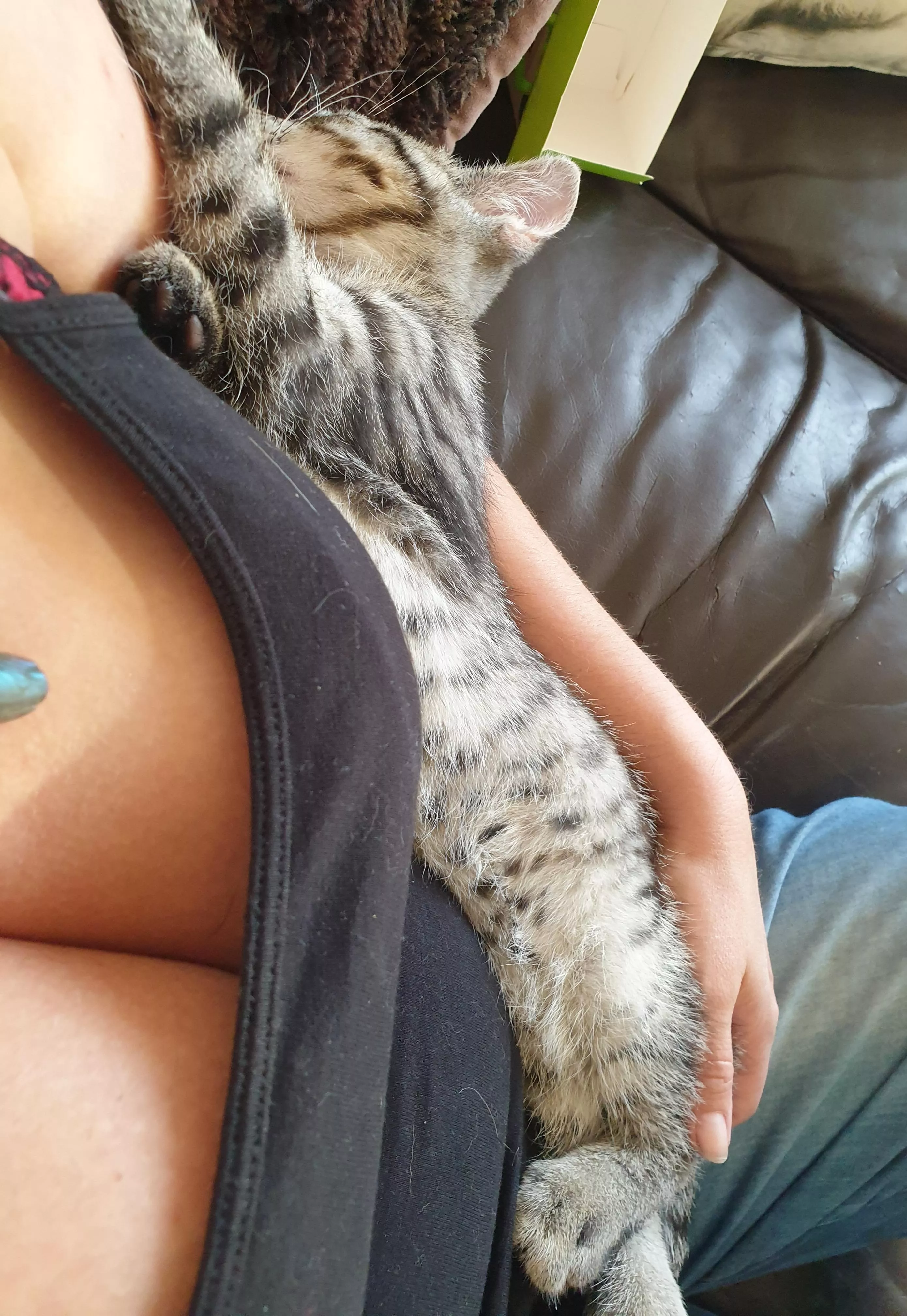 Comfy kitten and cleavage. Lil Lukie seems like he's happy there! posted by WetLilPixiePie