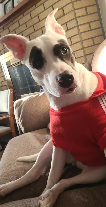 Couple weeks ago during the deep freeze just trying to keep warm in her sweater by sharkweeek