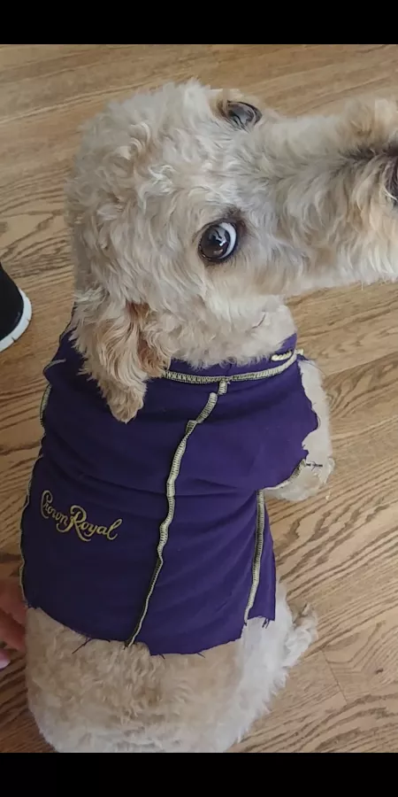 Crown Royal sweater by sharkweeek