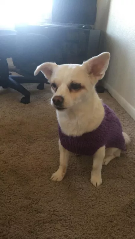 Daisy in her new sweater by clorista