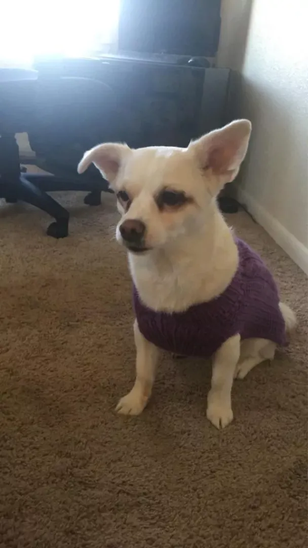 Daisy in her new sweater posted by clorista