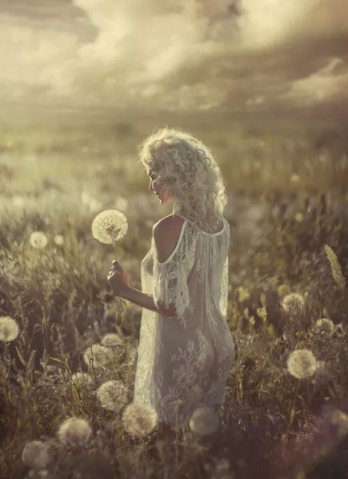 dandelions warm moments... by DubnitskiyDavid