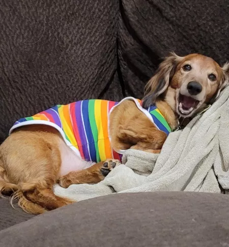 Dexter all dressed up by sthapNaow