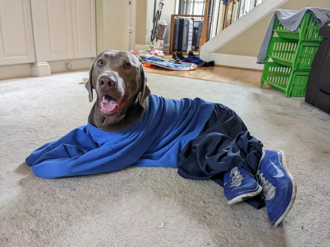 does whole outfit puppy count? by Ellekm730