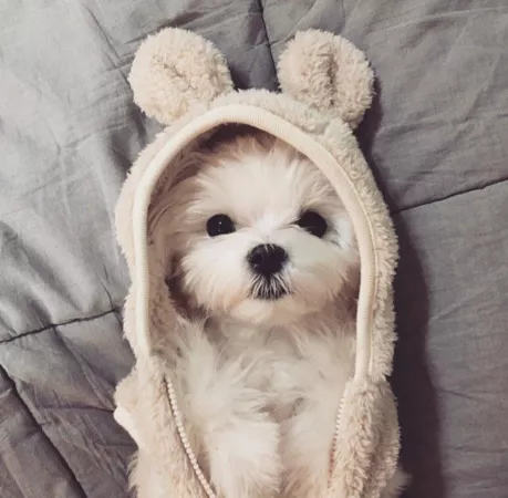 dog after taking a shower by clorista