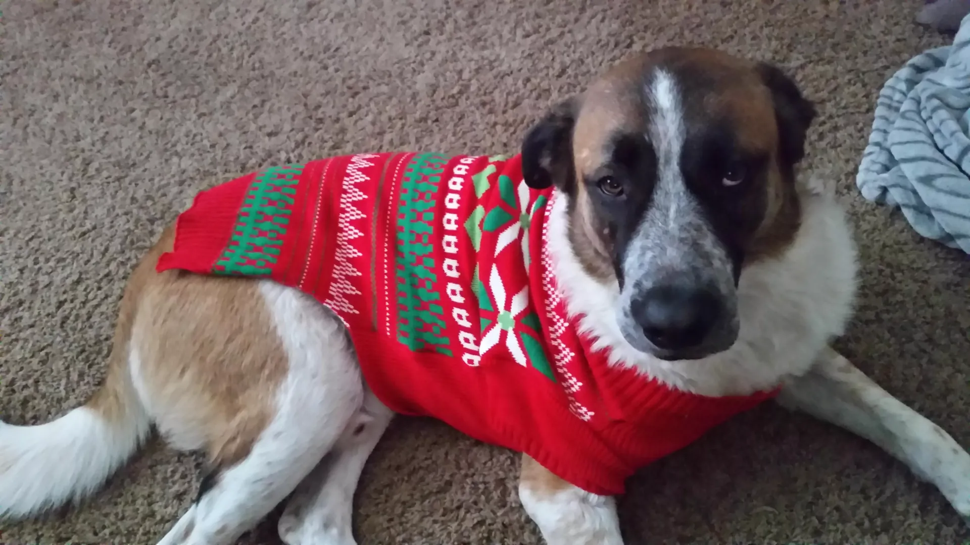 dog is not amused posted by BearCatcher23