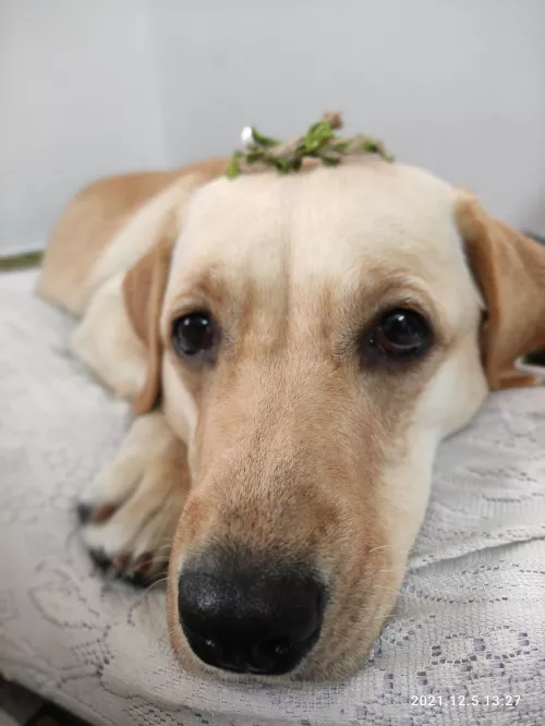 Doggy by sanid_sriva