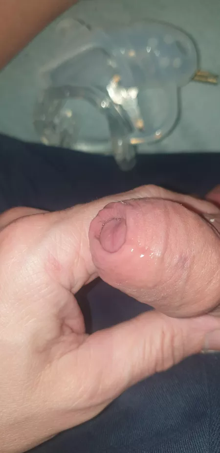 Dripping after an hour browsing reddit, while caged and with a finger in my ass!! by Dull_Mobile_5007