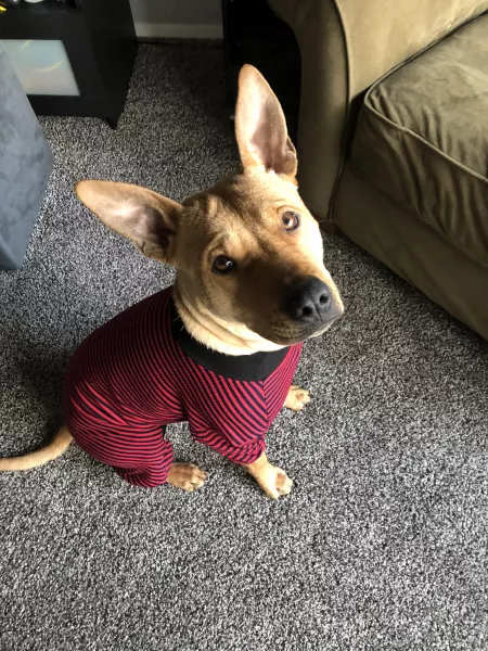 Ears for daaaays by Swooshtastic