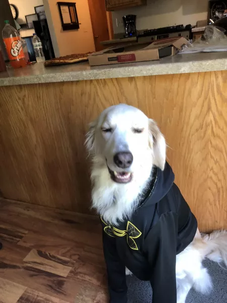 Emmit loves his new sweater! by metrogenics