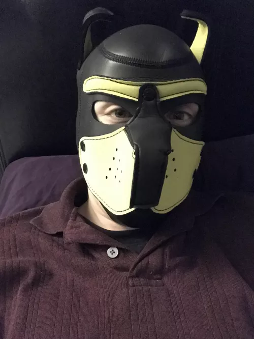 Evening, pups. 🐶 by Nightlypassion