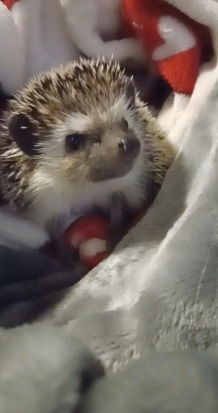 Everybody meet my hedgehog. Her name is pinecone🥰💕 posted by ell1824