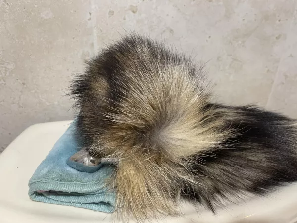 Excited to try my new toy tonight by freckledgingerkitten