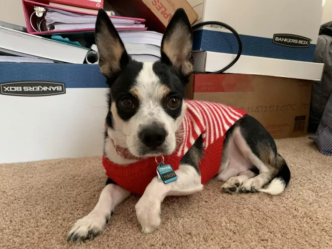 Fancy boi by iBeFloe