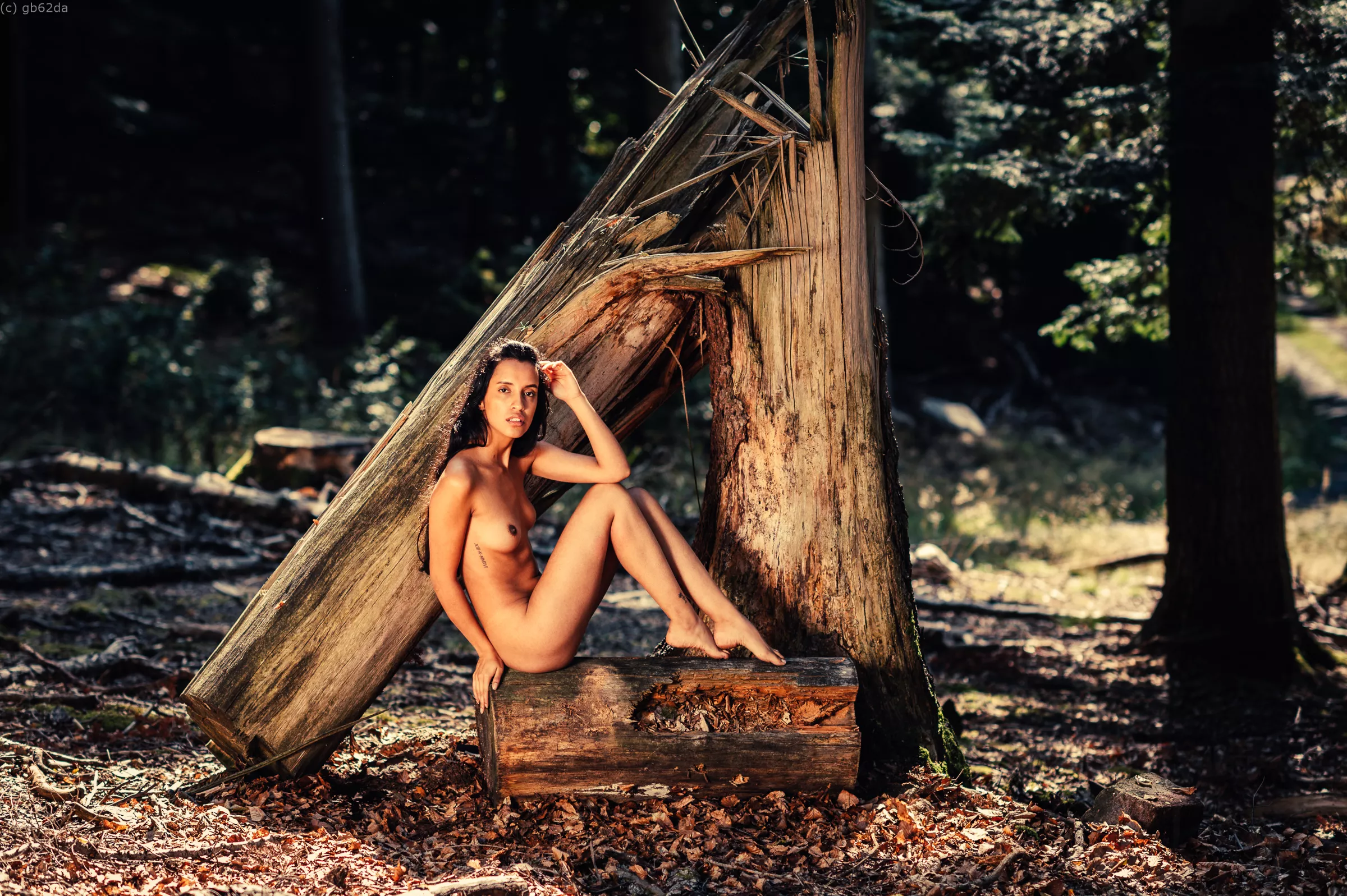 Felled Tree posted by taylor_the_impaler