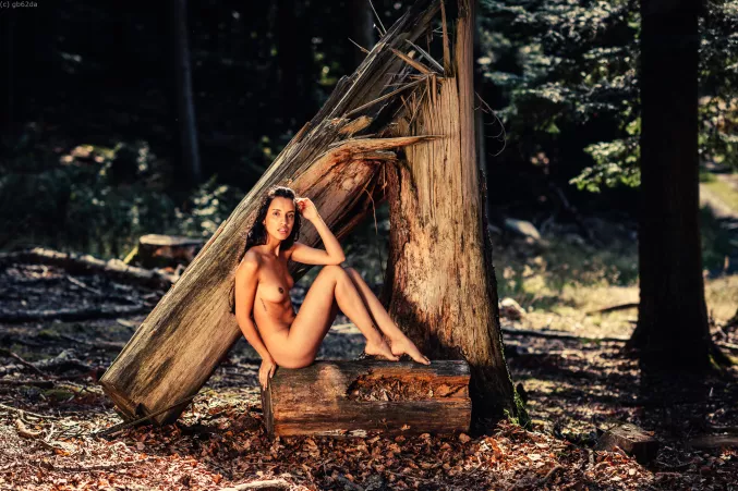 Felled Tree by cannibaljim