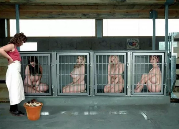 For Sale , Trained slaves . Each is trained in domestic services as well Dr certified clean and ready for breeding . Bidding will close Friday the 15th at 5pm . Delivery options are available , as an extra . This is a cash only sale in USD . by DaleFarver