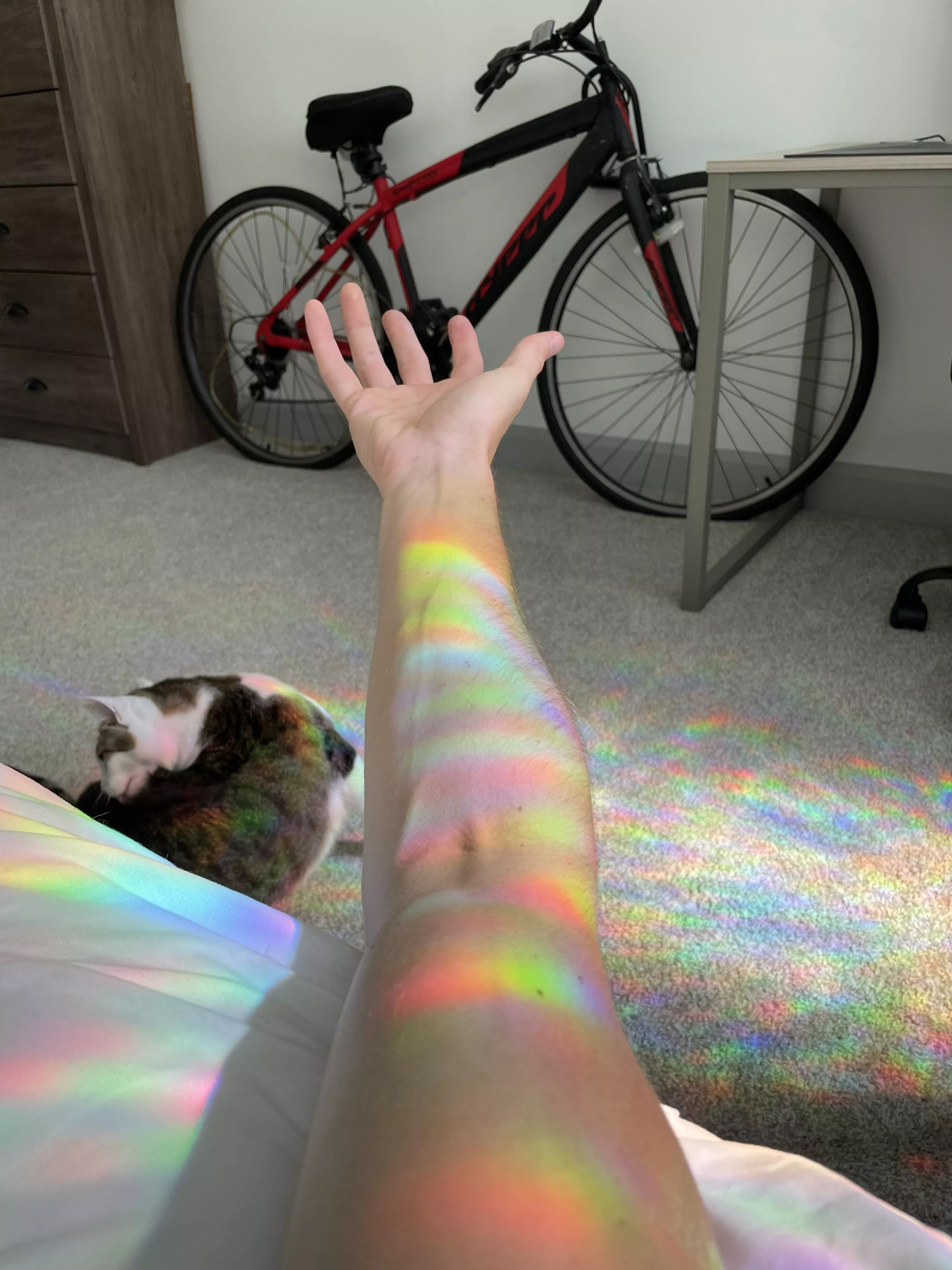 Forearm✅ cat✅ cool lighting✅ posted by Doeljan11