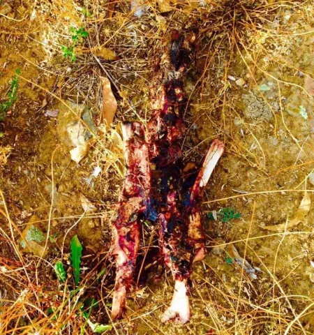 Found a piece of kangaroo on a walk in a suburban park by hilltophermit