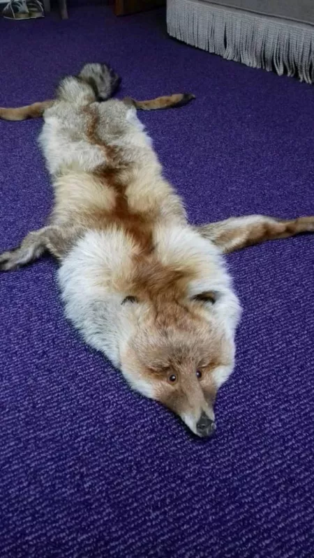 Fox fur to give away for free. It may be usefull in viking reenactment. by hitmarker777