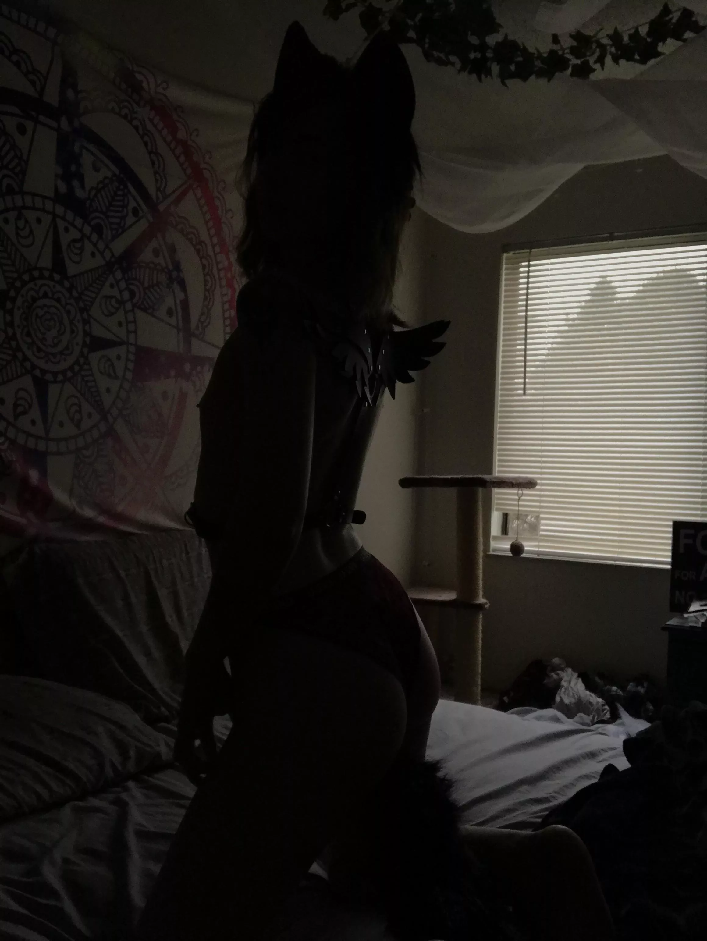 Fox in the shadows~ Did you notice my 🔌 tail? posted by LunarFox_