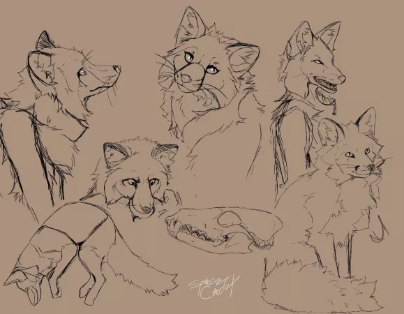 Fox sketch study by me! (@SpaceCadetWah) by SpaceCadetMini