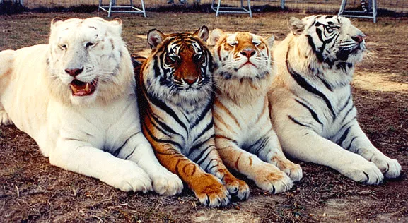 From left to right: snow white, standard, golden and white posted by arbivark