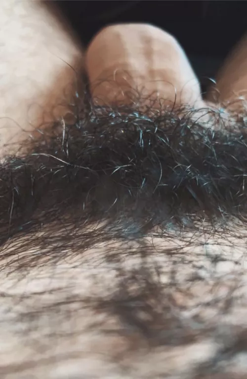 Full bush with a few stray greys... by jerseyjaxoff