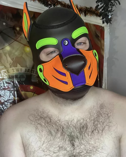 Furry pup wants to snuggle 🐶- insta: pup.Spencer by Pupspencer