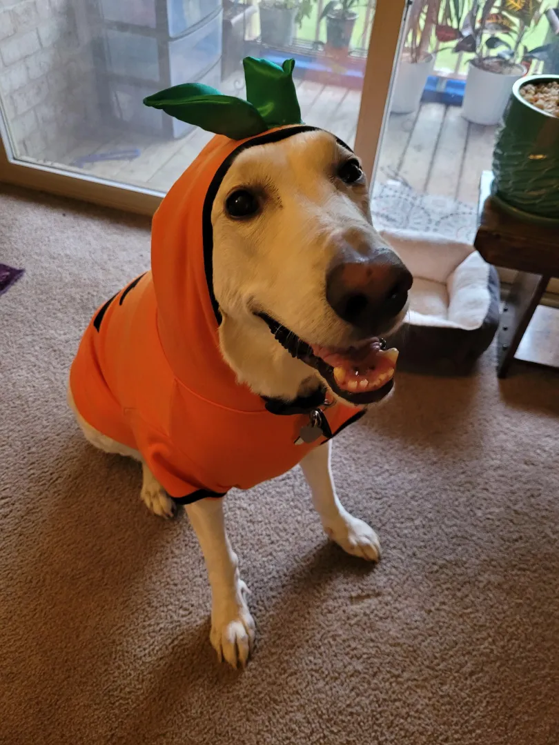 Ghost is getting ready for Pupkin Spice season! posted by _username_goes_here